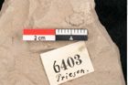 Foto (Detailansicht) von Taxodium distichum miocenicum Heer (NHMW-GEO-2024-0188-6403)